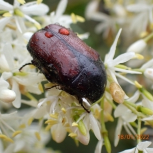 Bisallardiana gymnopleura at Kowen, ACT - 18 Jan 2022