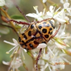 Neorrhina punctatum (Spotted flower chafer) at Molonglo Gorge - 18 Jan 2022 by FeralGhostbat