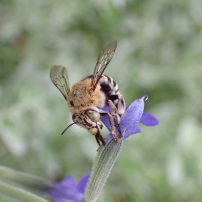 Amegilla sp. (genus) (Blue Banded Bee) at Cook, ACT - 17 Jan 2022 by drakes