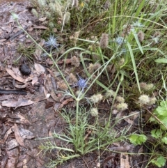 Eryngium ovinum at Hackett, ACT - 18 Jan 2022 12:28 PM