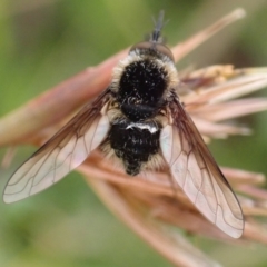 Bombyliidae (family) (Unidentified Bee fly) at Cook, ACT - 17 Jan 2022 by drakes