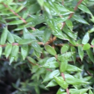 Acrotriche leucocarpa at Captains Flat, NSW - 15 Jan 2022