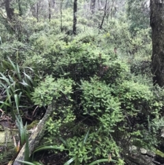 Acrotriche leucocarpa at Captains Flat, NSW - 15 Jan 2022