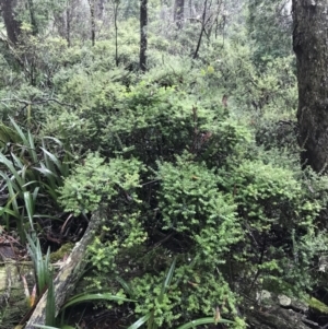 Acrotriche leucocarpa at Captains Flat, NSW - 15 Jan 2022