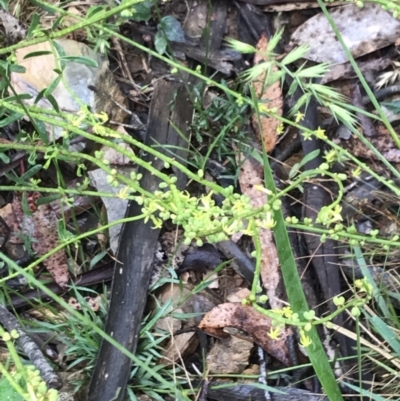 Stackhousia viminea (Slender Stackhousia) at Harolds Cross, NSW - 14 Jan 2022 by Tapirlord