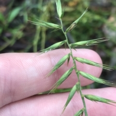 Australopyrum pectinatum (Comb Wheat Grass) at Harolds Cross, NSW - 15 Jan 2022 by Tapirlord