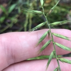 Australopyrum pectinatum at Harolds Cross, NSW - 15 Jan 2022