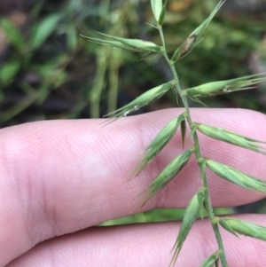 Australopyrum pectinatum at Harolds Cross, NSW - 15 Jan 2022