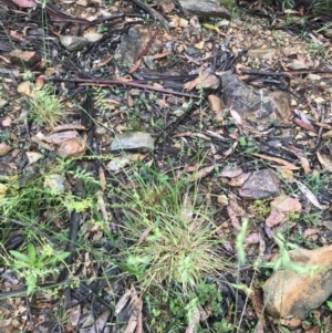 Australopyrum pectinatum at Harolds Cross, NSW - 15 Jan 2022