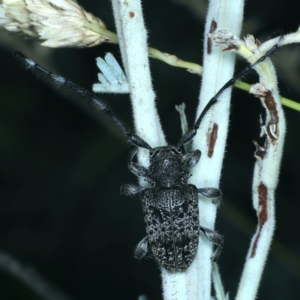 Ancita sp. (genus) at Paddys River, ACT - 12 Jan 2022