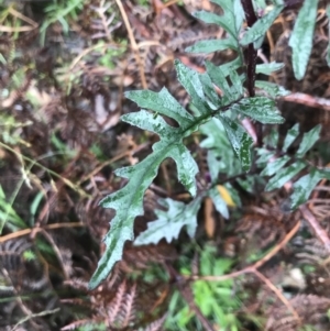 Arrhenechthites mixtus at Captains Flat, NSW - 15 Jan 2022