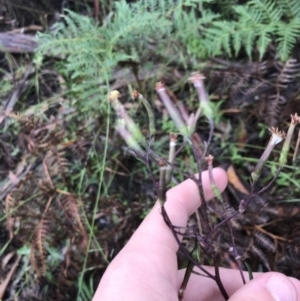 Arrhenechthites mixtus at Captains Flat, NSW - 15 Jan 2022