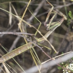 Archimantis sp. (genus) at Hawker, ACT - 9 Jan 2022 by AlisonMilton