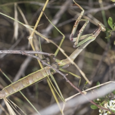 Pseudomantis albofimbriata at Hawker, ACT - 9 Jan 2022 by AlisonMilton