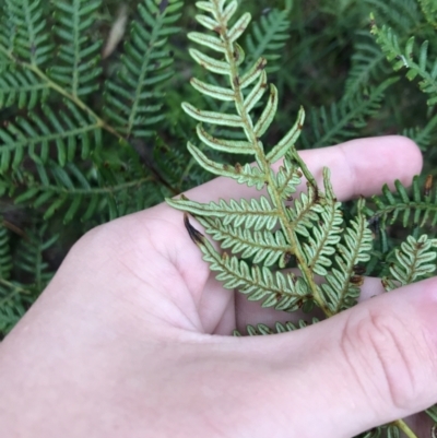 Pteridium esculentum (Bracken) at Harolds Cross, NSW - 14 Jan 2022 by Tapirlord