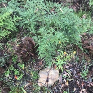 Pteridium esculentum at Harolds Cross, NSW - 15 Jan 2022 10:06 AM