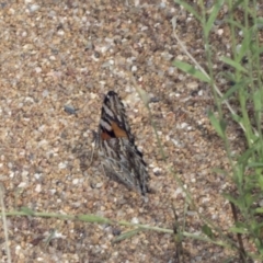 Vanessa kershawi (Australian Painted Lady) at Hawker, ACT - 10 Jan 2022 by AlisonMilton