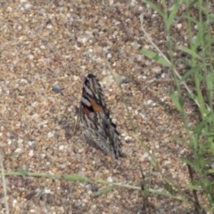 Vanessa kershawi (Australian Painted Lady) at Hawker, ACT - 9 Jan 2022 by AlisonMilton