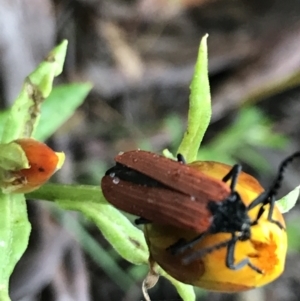 Porrostoma rhipidium at Harolds Cross, NSW - 15 Jan 2022