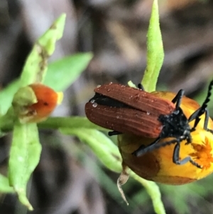 Porrostoma rhipidium at Harolds Cross, NSW - 15 Jan 2022