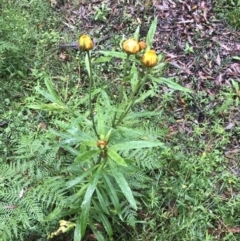 Xerochrysum bracteatum (Golden Everlasting) at Captains Flat, NSW - 15 Jan 2022 by Tapirlord