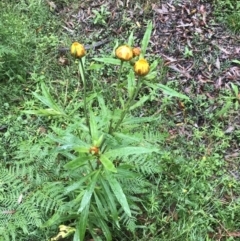 Xerochrysum bracteatum at Captains Flat, NSW - 15 Jan 2022