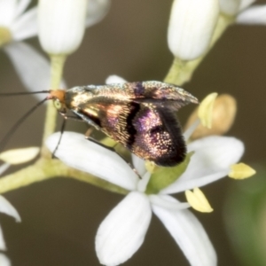 Nemophora sparsella at Hawker, ACT - 10 Jan 2022