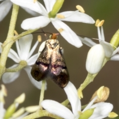 Nemophora sparsella at Hawker, ACT - 10 Jan 2022