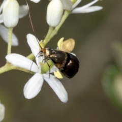 Nemophora sparsella at Hawker, ACT - 10 Jan 2022