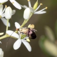 Nemophora sparsella at Hawker, ACT - 10 Jan 2022