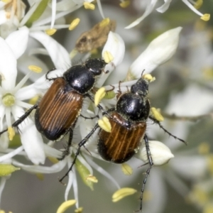 Phyllotocus navicularis at Hawker, ACT - 10 Jan 2022