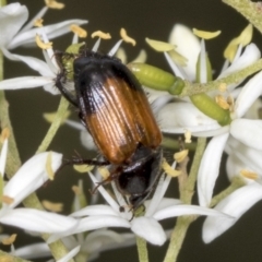 Phyllotocus navicularis at Hawker, ACT - 10 Jan 2022 09:44 AM