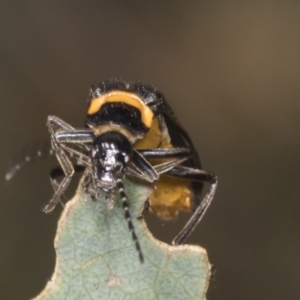 Chauliognathus lugubris at Hawker, ACT - 10 Jan 2022