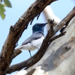 Myiagra rubecula (Leaden Flycatcher) at The Pinnacle - 10 Jan 2022 by AlisonMilton