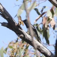 Myiagra rubecula at Hawker, ACT - 10 Jan 2022 11:06 AM