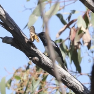 Myiagra rubecula at Hawker, ACT - 10 Jan 2022 11:06 AM