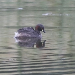 Tachybaptus novaehollandiae (Australasian Grebe) at Gungahlin, ACT - 14 Jan 2022 by AlisonMilton