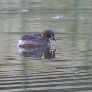 Tachybaptus novaehollandiae at Gungahlin, ACT - 14 Jan 2022