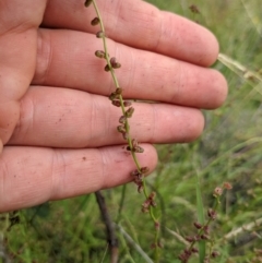 Haloragis heterophylla (Variable Raspwort) at Watson, ACT - 16 Jan 2022 by WalterEgo