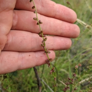 Haloragis heterophylla at Watson, ACT - 17 Jan 2022