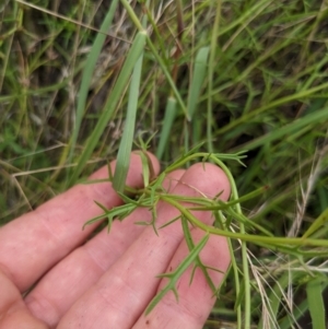 Haloragis heterophylla at Watson, ACT - 17 Jan 2022