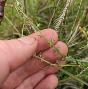 Haloragis heterophylla at Watson, ACT - 17 Jan 2022