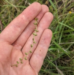 Haloragis heterophylla at Watson, ACT - 17 Jan 2022