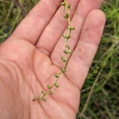 Haloragis heterophylla at Watson, ACT - 17 Jan 2022 10:57 AM