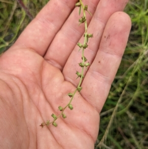 Haloragis heterophylla at Watson, ACT - 17 Jan 2022 10:57 AM