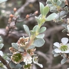 Leptospermum myrtifolium (Myrtle Teatree) at Paddys River, ACT - 17 Jan 2022 by JaneR