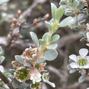 Leptospermum myrtifolium at Paddys River, ACT - 17 Jan 2022