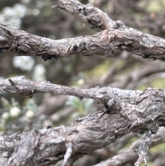 Leptospermum myrtifolium at Paddys River, ACT - 17 Jan 2022