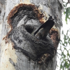 Callocephalon fimbriatum (Gang-gang Cockatoo) at GG17 - 18 Jan 2022 by HelenCross