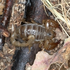 Urodacus manicatus (Black Rock Scorpion) at Bullen Range - 12 Jan 2022 by jb2602